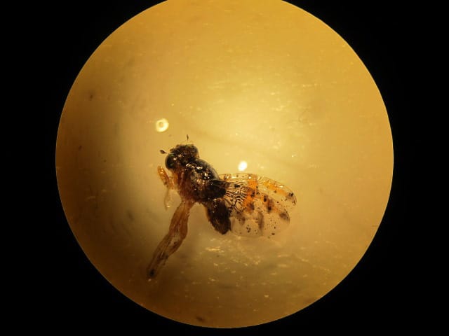 Mosca de la fruta: Potencial amenaza para la industria en el Biobío