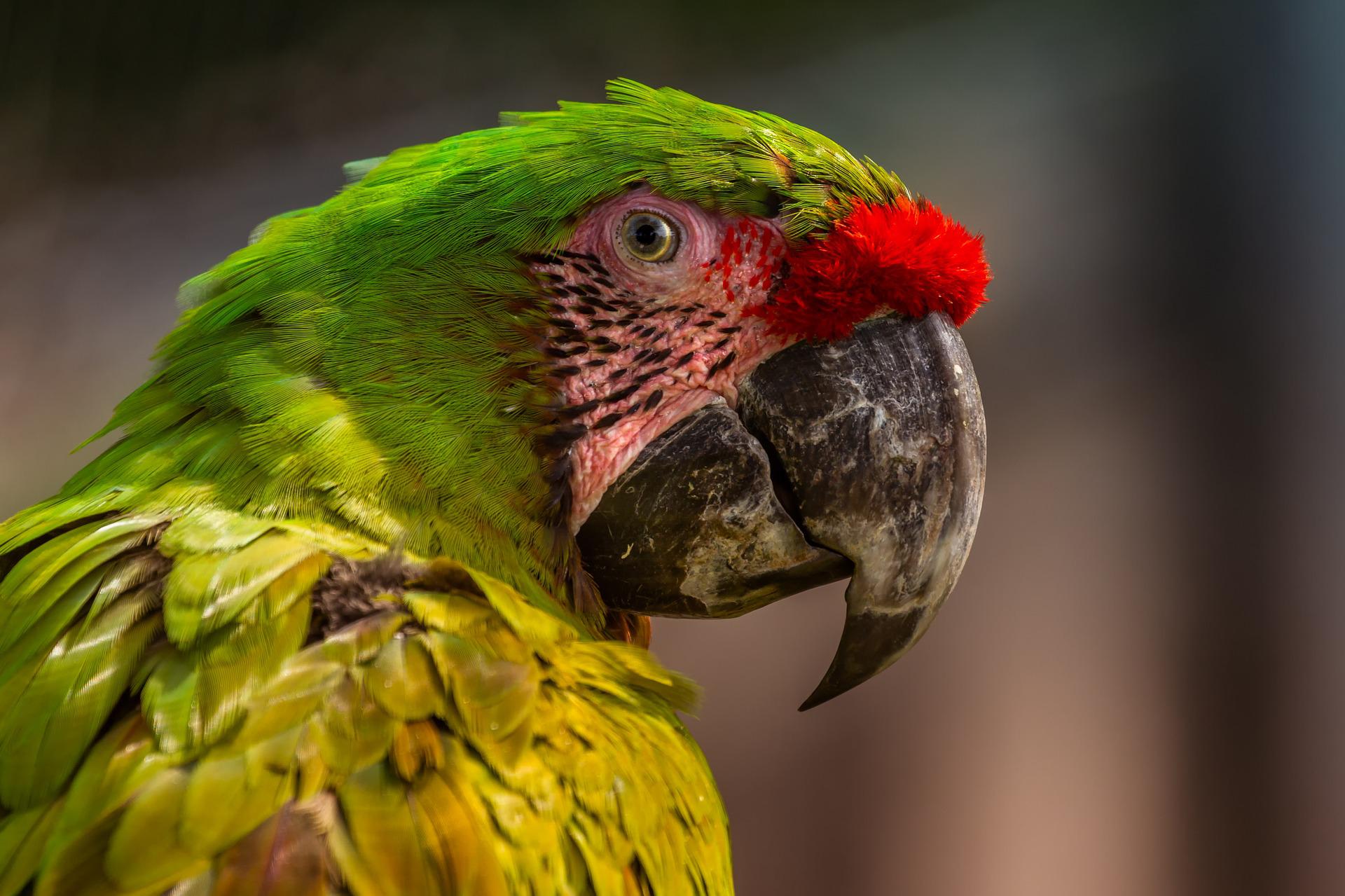 “¡Ahí voy!”: El hilarante engaño de un loro a Testigos de Jehová que tocaron su puerta