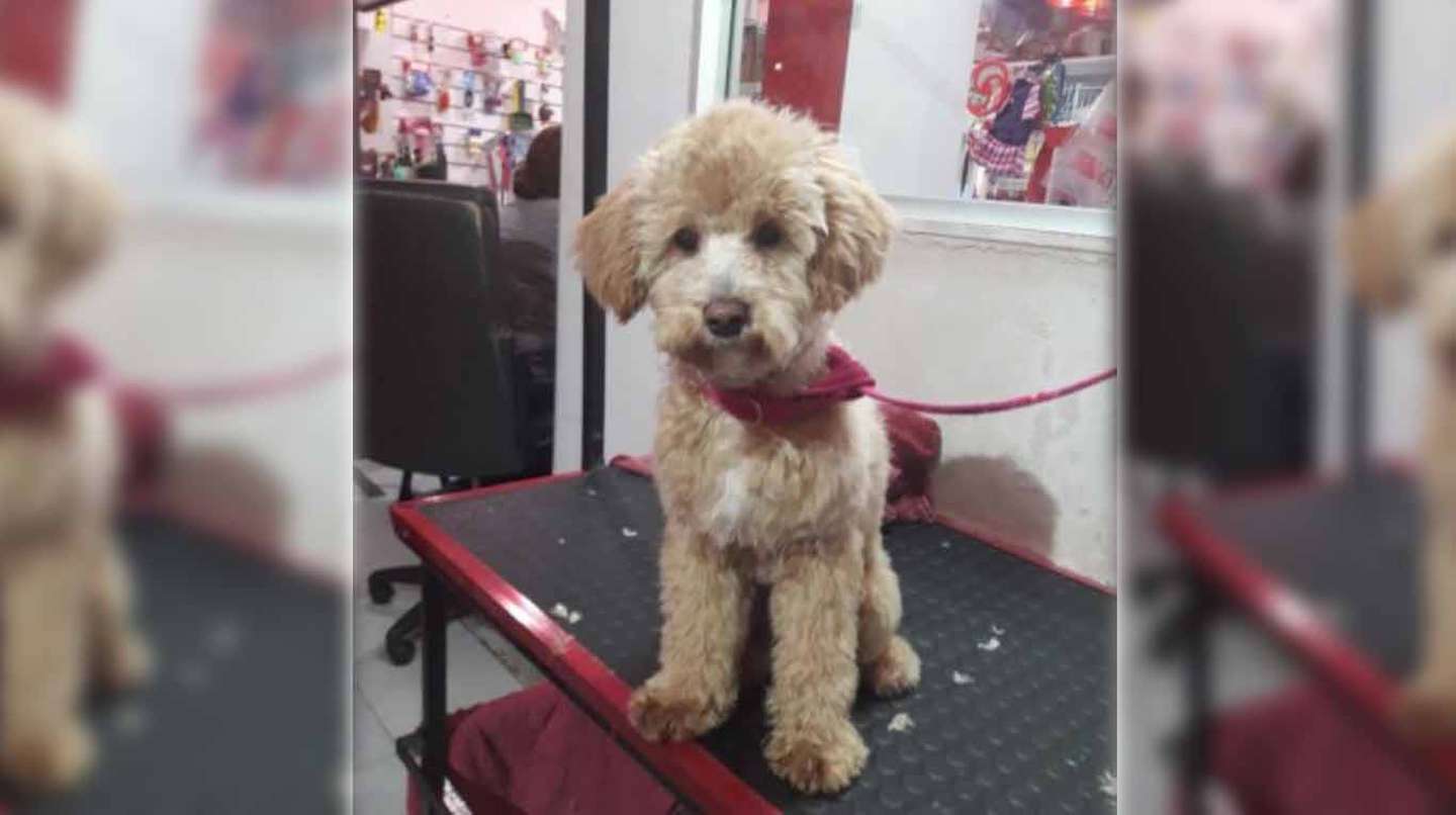Cruel abandono de perrito en peluquería: Hombre no volvió a buscarlo en venganza hacia su ex
