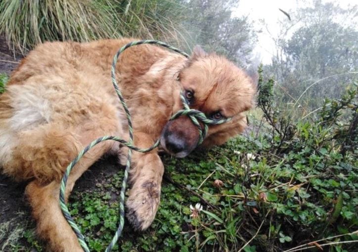 Perrita soportó frío y lluvia tras abandono con amarras: Joven la halló y cargó dos horas para salvarla