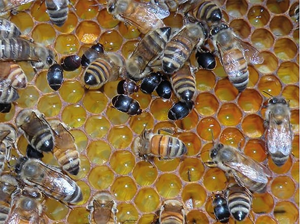 Alerta por grave plaga que afecta a abejas: SAG pide a ciudadanía evitar ingreso del insecto al país