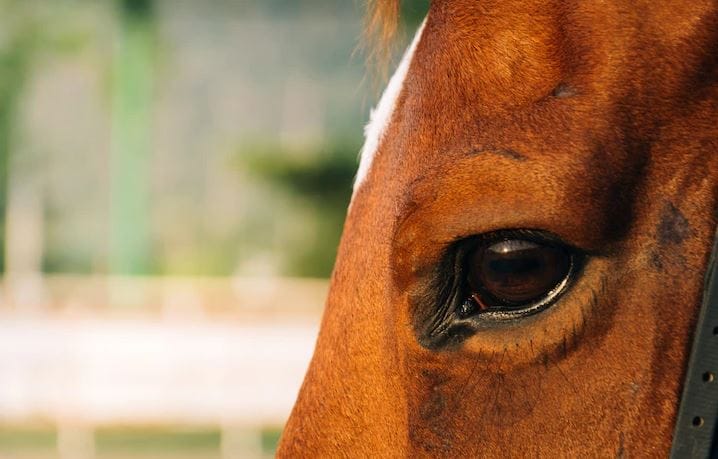 Dos caballos murieron en la Costanera entre Talcahuano y Hualpén tras ser impactados por vehículo