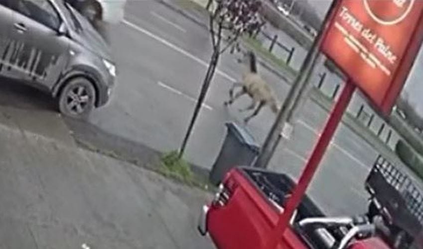 Pequeño potrillo es atropellado por camión en Talcahuano: Captan momento del accidente