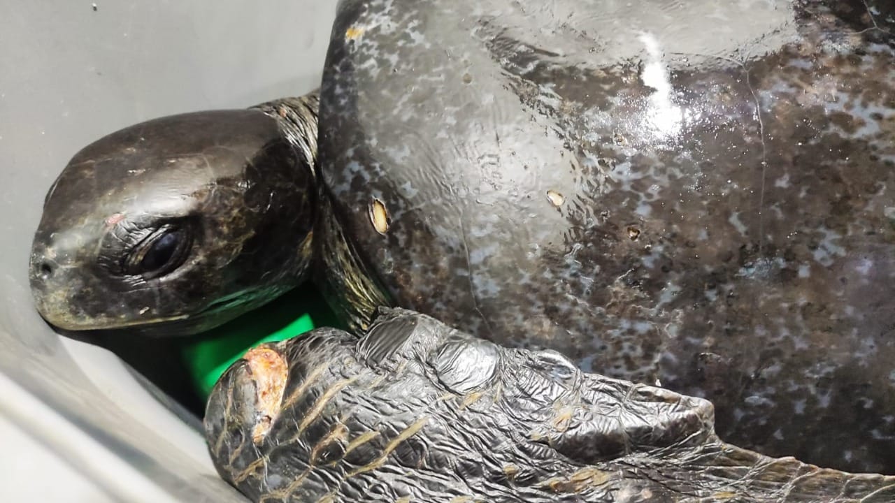 Sernapesca recuerda protocolo de avistamiento y rescate de las tortugas en Biobío