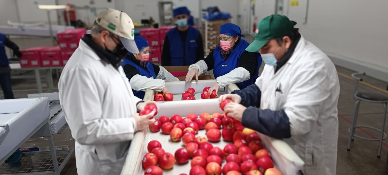 Más de 5 millones de cajas de fruta fresca se han certificado con destino a Estados Unidos desde Cabrero