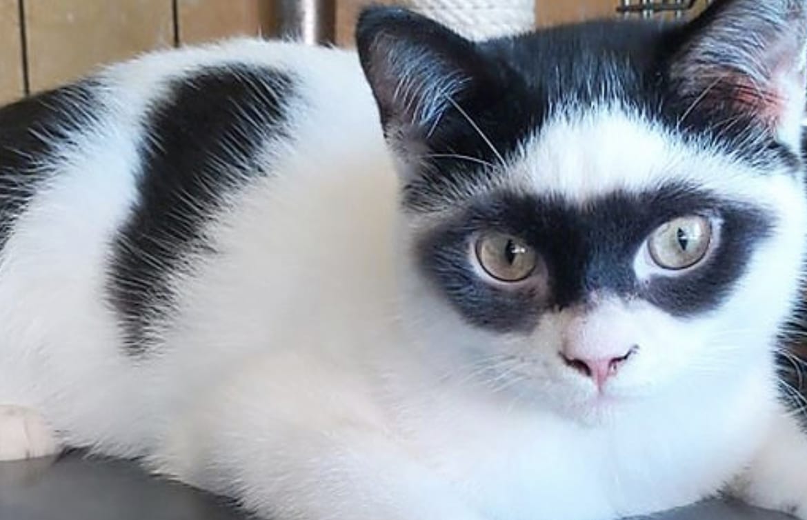 “Se parece a El Zorro”: Gato se vuelve viral por su mancha similar a un antifaz