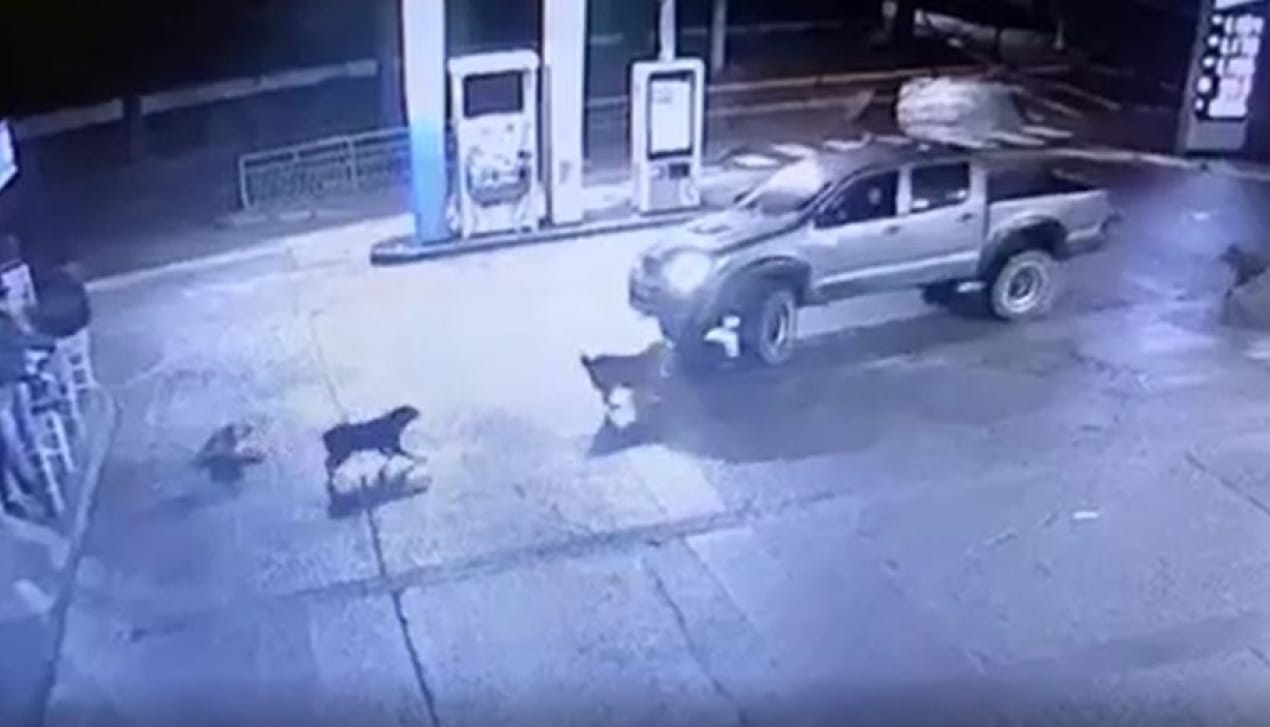 Municipio de Los Ángeles se querelló por atropello a perrito