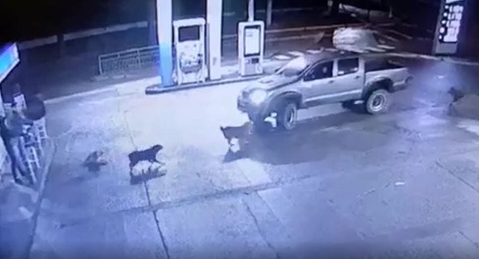 Repudio por intencionalidad en mortal atropello de perrito en el Biobío: Denunciarán por Ley Cholito