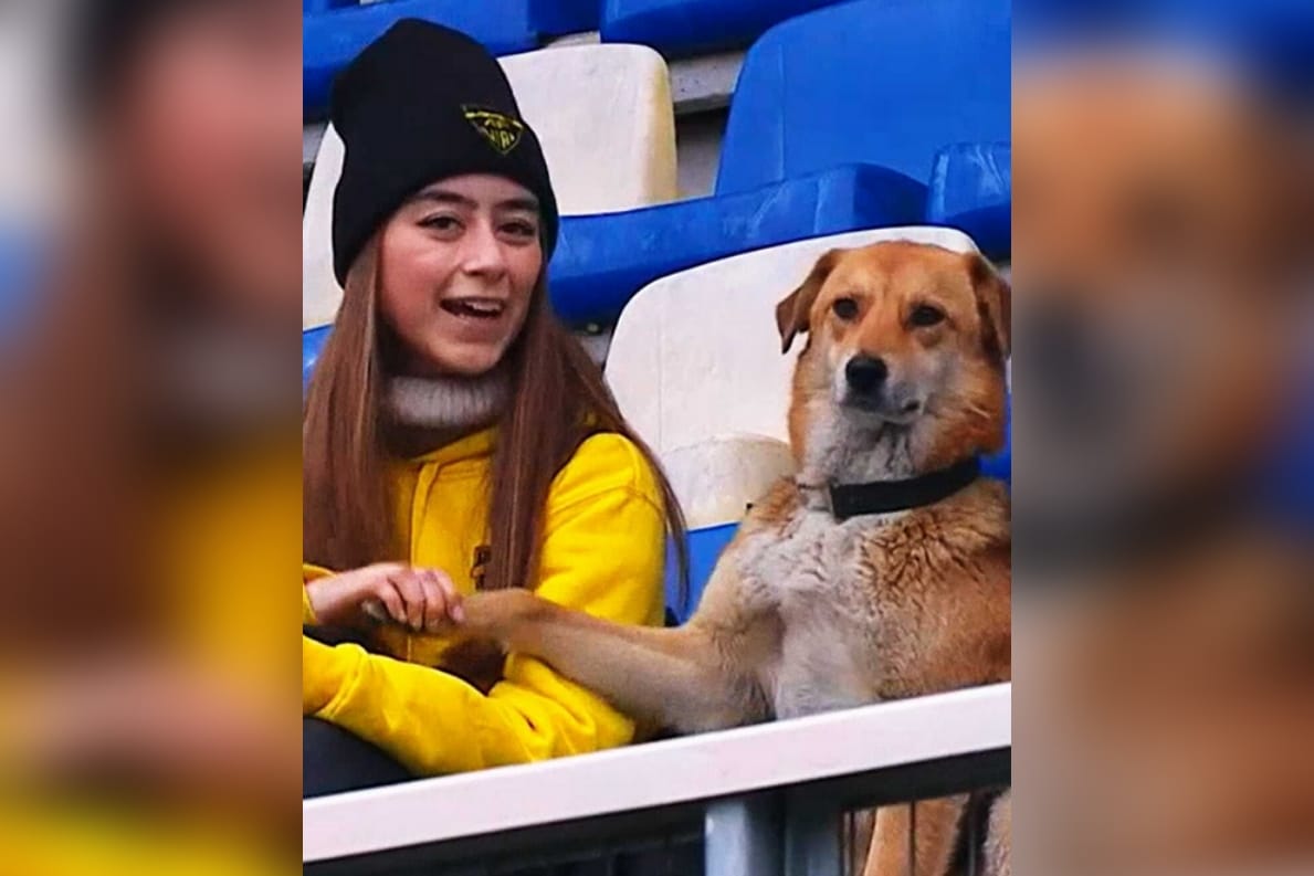 Captan tierna escena de perrito vialino apoyando a su equipo en el Ester Roa Rebolledo
