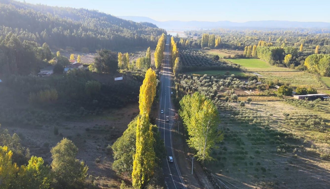 Gremios forestales del Biobío lanzan campaña “Somos Madera”