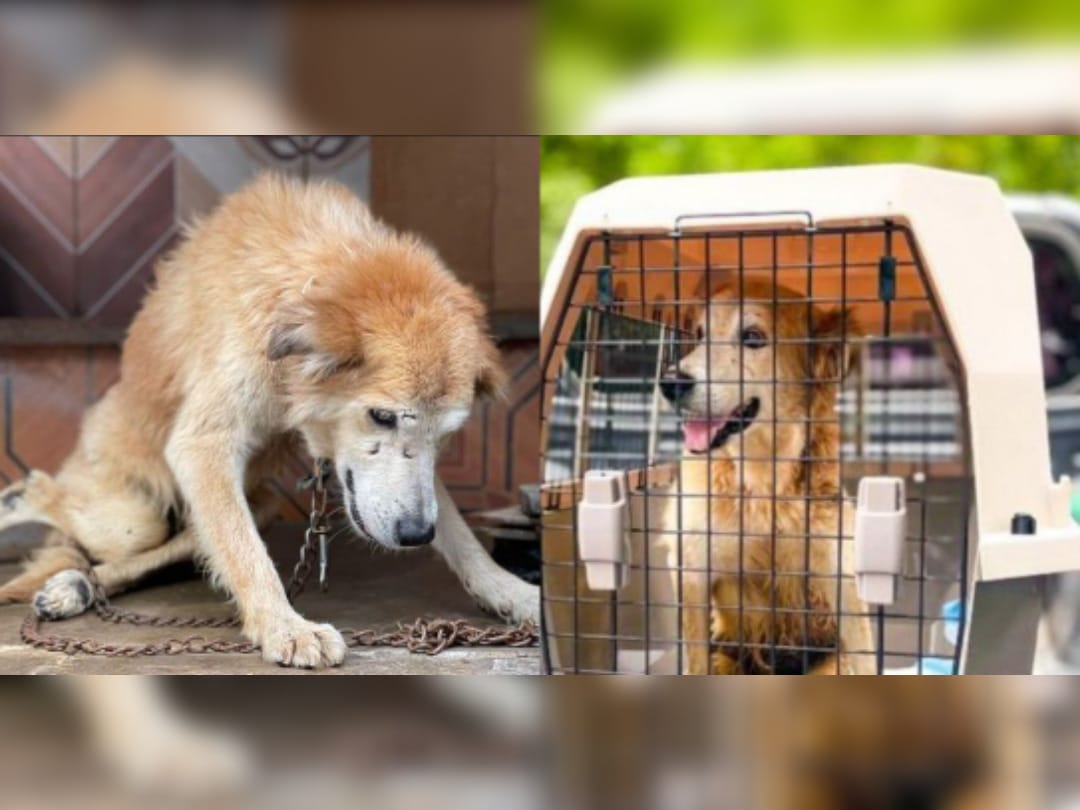 Perrito que ni podía mantenerse en pie se llenó de alegría al ser rescatado del maltrato