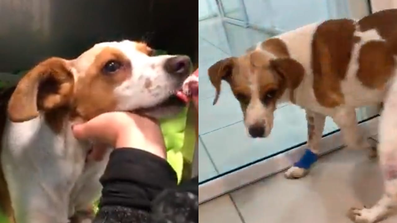 Perro atacado con un cuchillo en su cabeza se recupera favorablemente