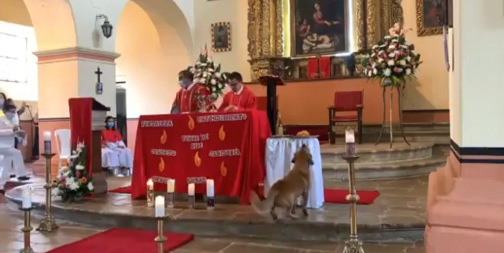 Perro se viralizó tras robar un pan desde el altar de una iglesia sin ser notado