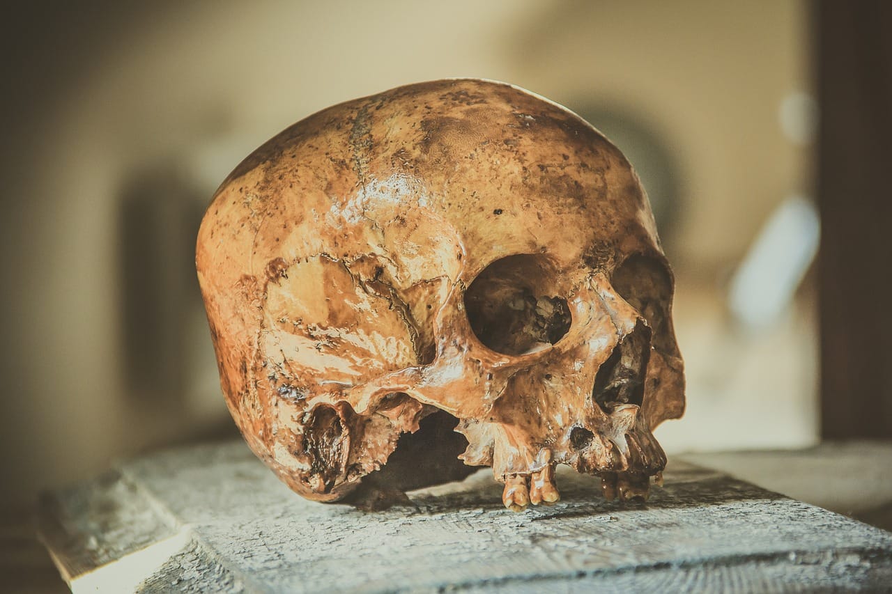 Encuentran un cráneo humano en el Golfo de Arauco de 6.500 años de antigüedad