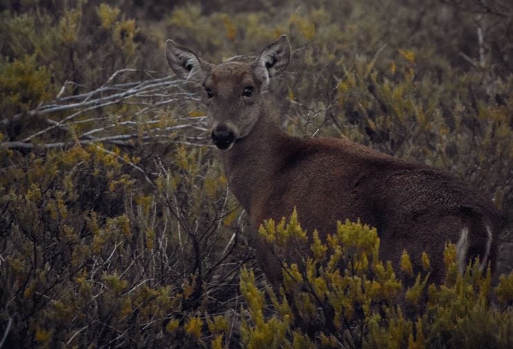 Inédito registro de huemul hembra en el Parque Nacional Laguna del Laja en la Región del Biobío