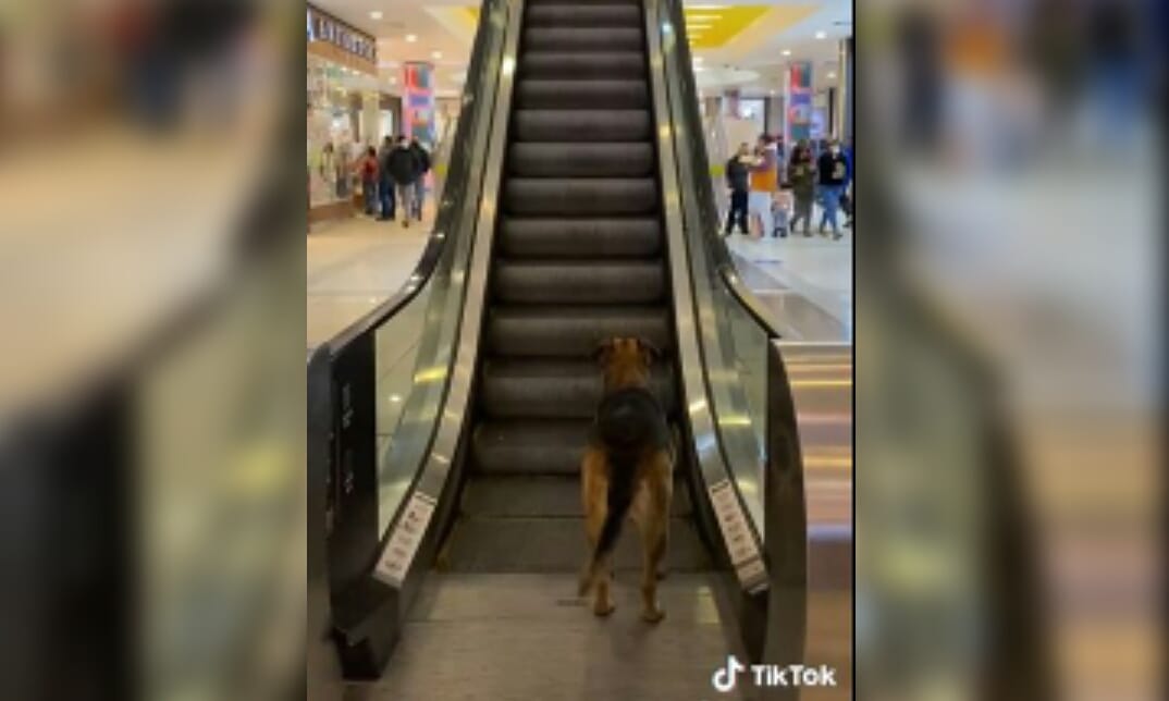 Furor en el mall por perrito que juega con una pelota en escaleras mecánicas: Video se viralizó