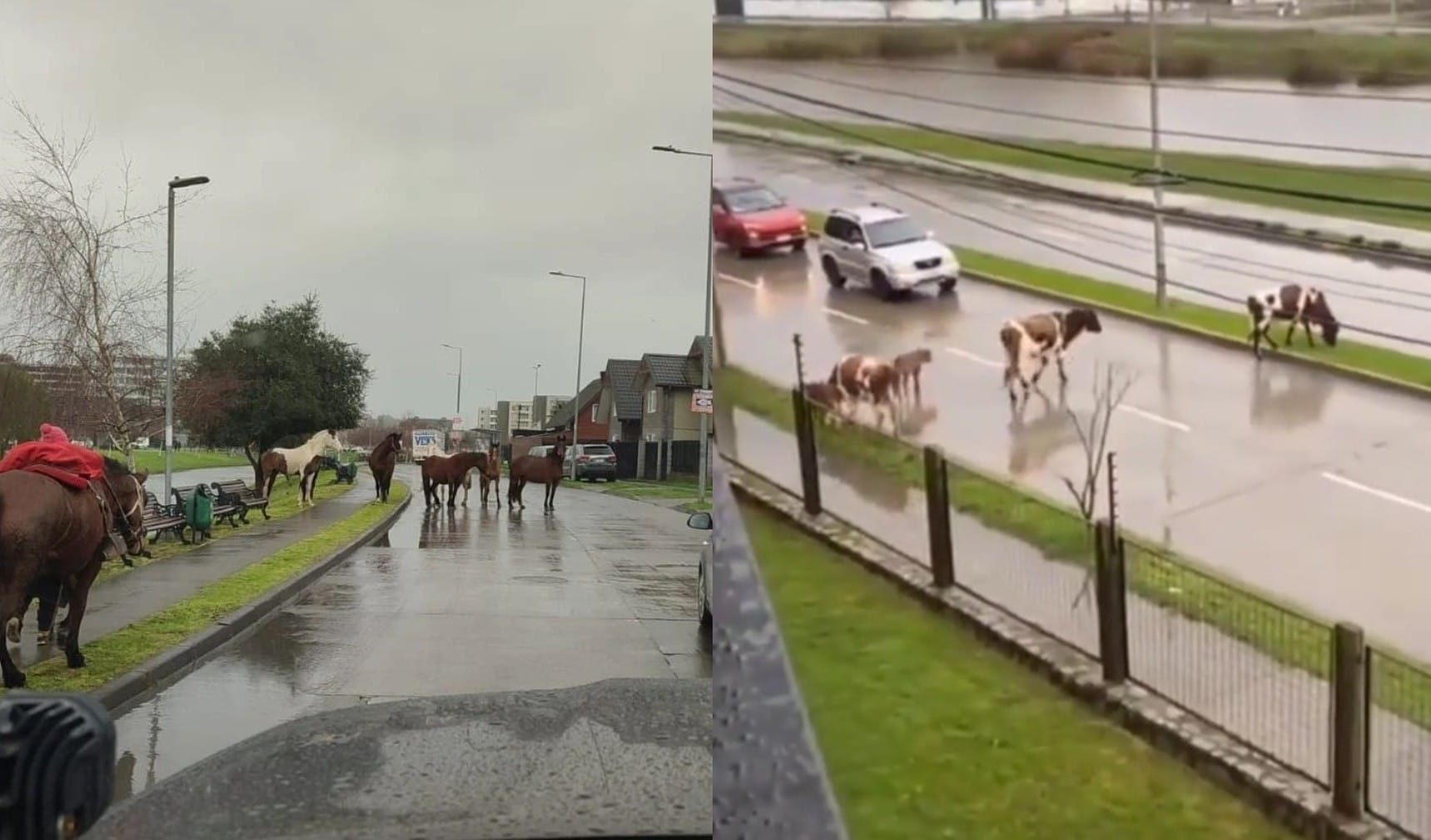 Vecinos de Brisas del Sol denuncian “invasión de vacas y caballos”: Sienten temor por accidentes