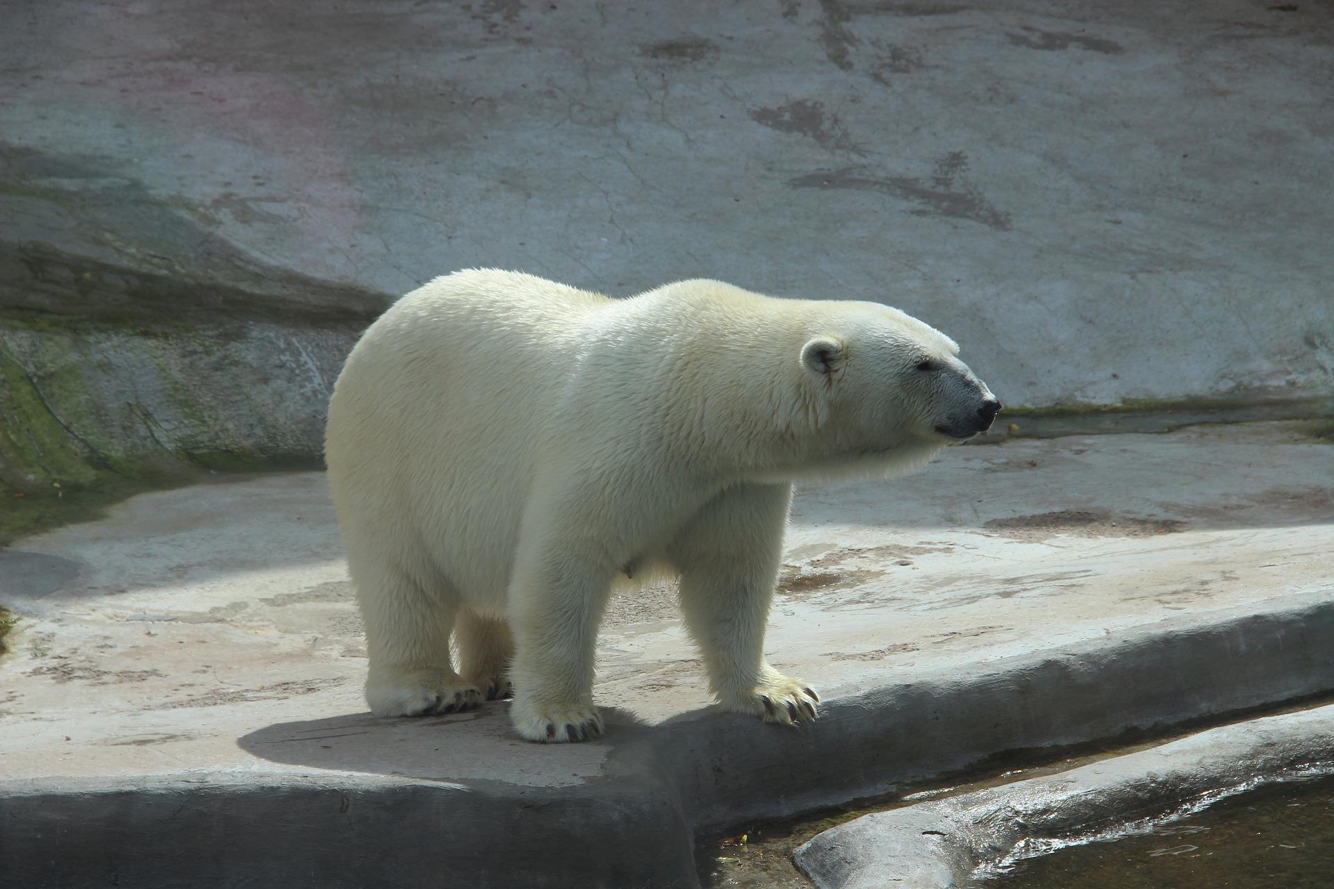 Oso polar quedó con la lengua atrapada en una lata de leche condensada