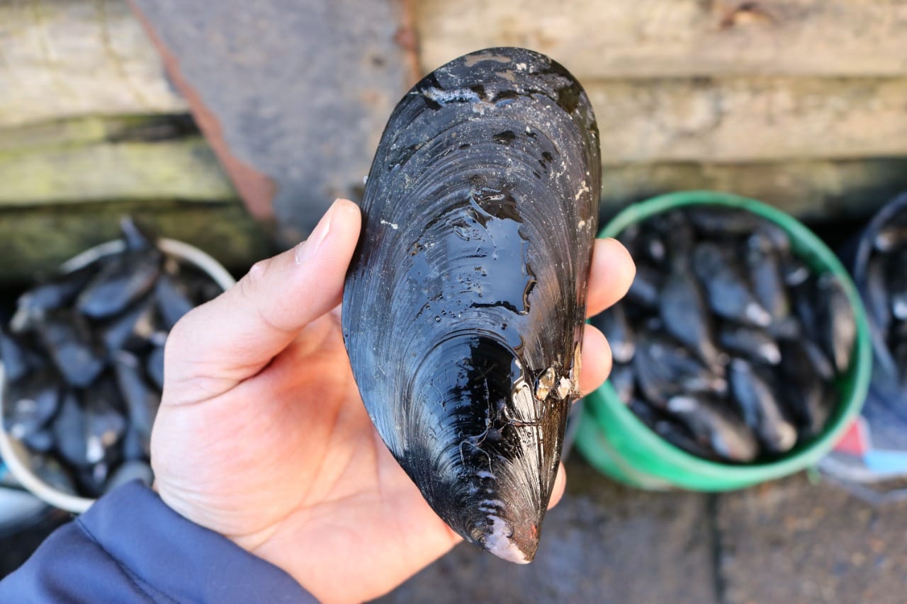 Investigación revela que pesticidas de salmoneras afectan desarrollo del “Choro Zapato” de Coliumo