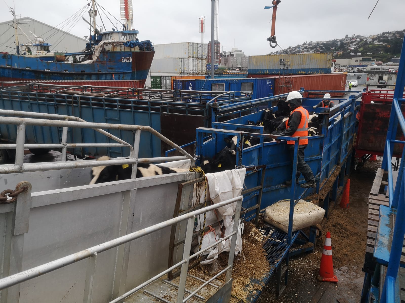 Casi 4 mil vaquillas se embarcaron en el puerto de Talcahuano con rumbo a China