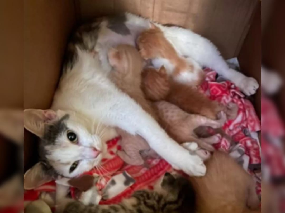 Una michi dio a luz 2 crías, pero adoptó 4 gatitos bebés que escuchó llorar: “Es una bendición”