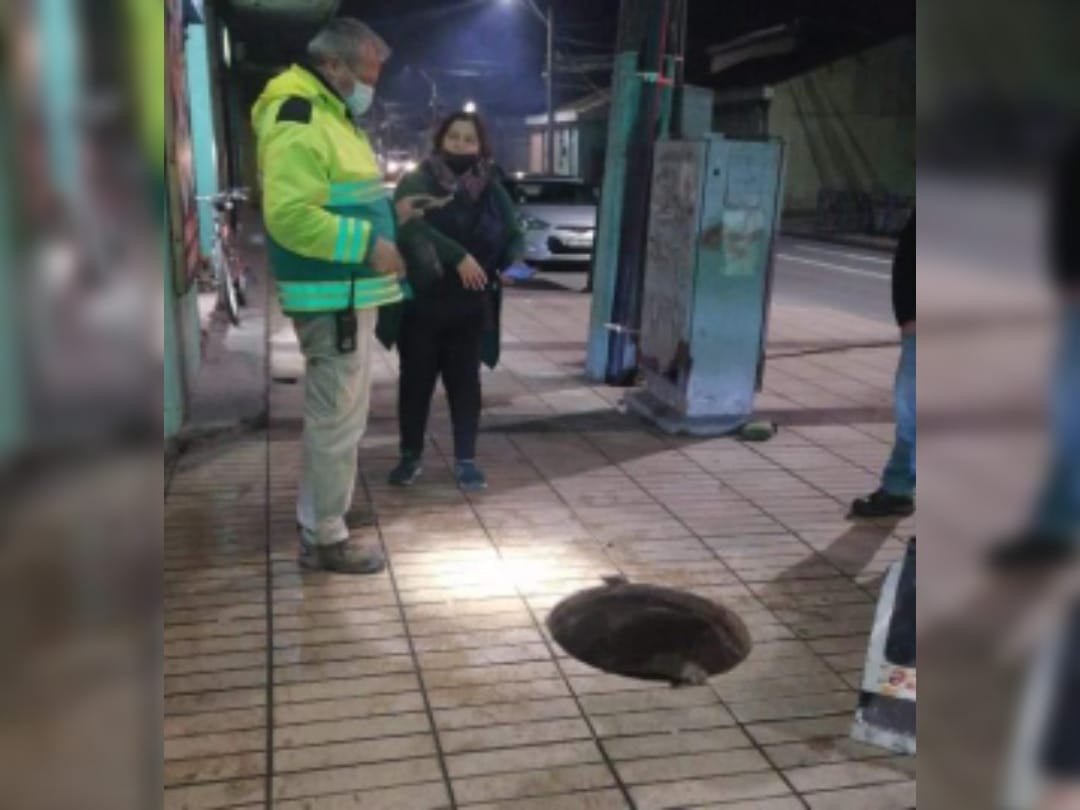Niño de 8 años cayó en cámara sin tapa en Talcahuano: Protección había sido robada