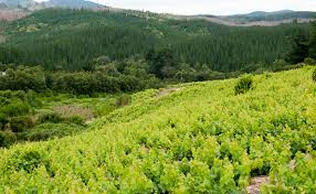 Buscan mejorar la gestión del agua en cuencas agroforestales de la Región del Biobío