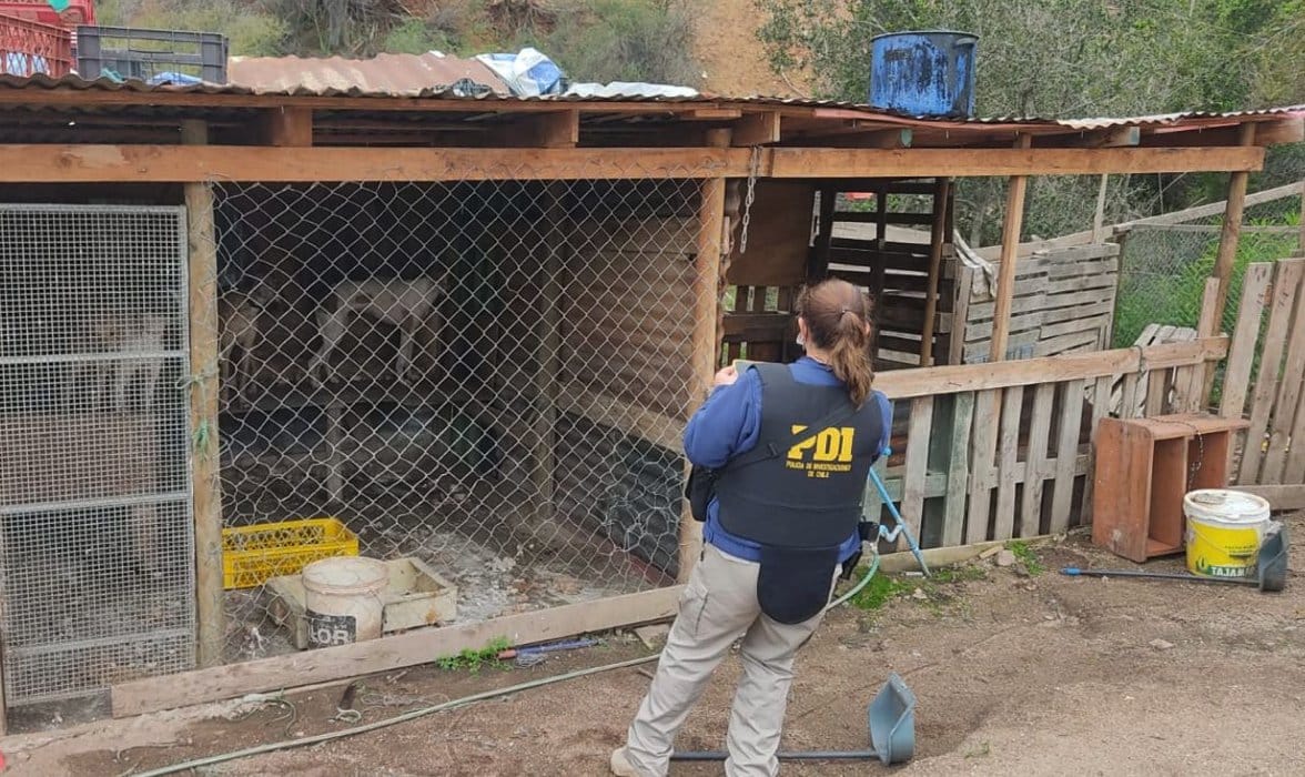 Rescatan más de 10 perros desde caniles clandestinos: Estaban enfermos y desnutridos