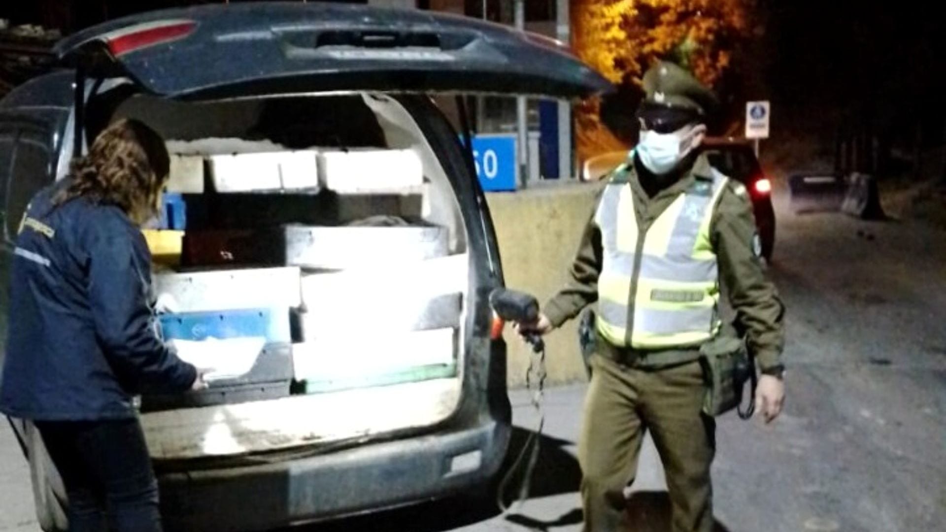 Detienen vehículo con dos toneladas de merluza común que intentaban entrar a Concepción