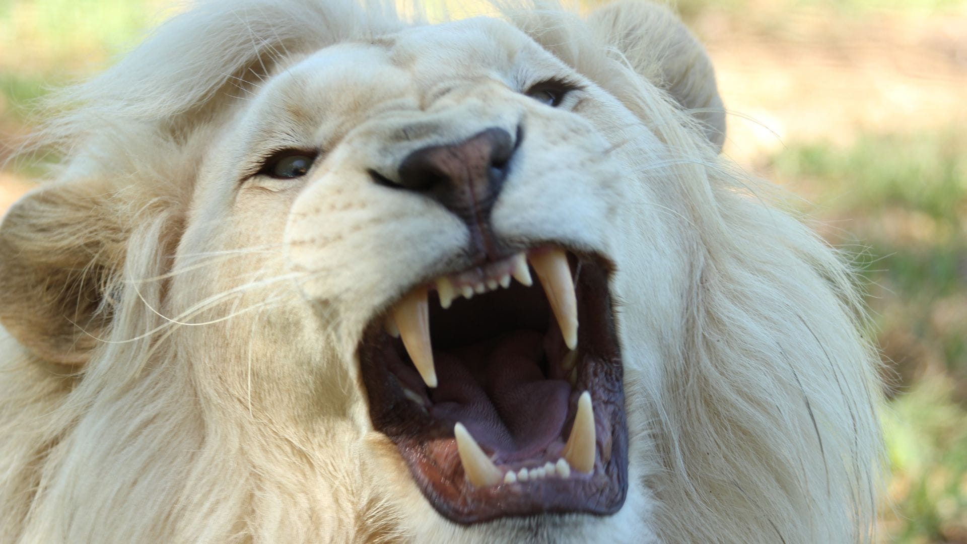Hombre murió en un zoológico tras intentar robar cachorros de león blanco