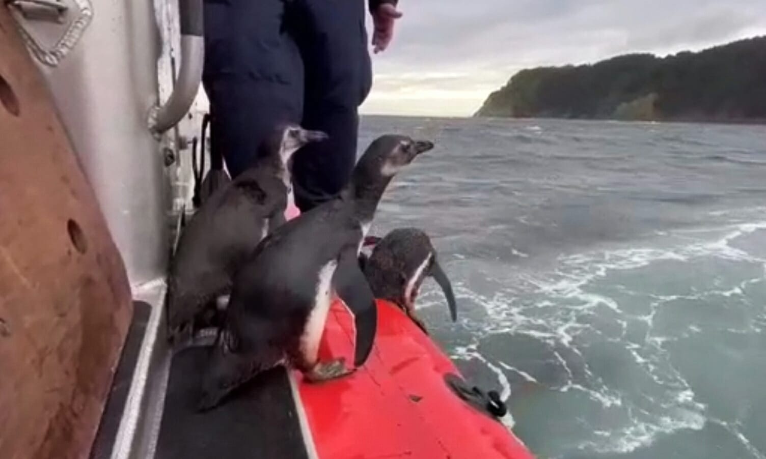 Devuelven a su hábitat a tres pingüinos que rescataron malheridos desde Hualpén y Arauco