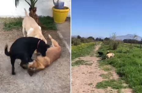 Familia adopta perrito víctima de zoofilia en Maipú: “Deja en el olvido ser abusado, vivir en la calle y el frío”