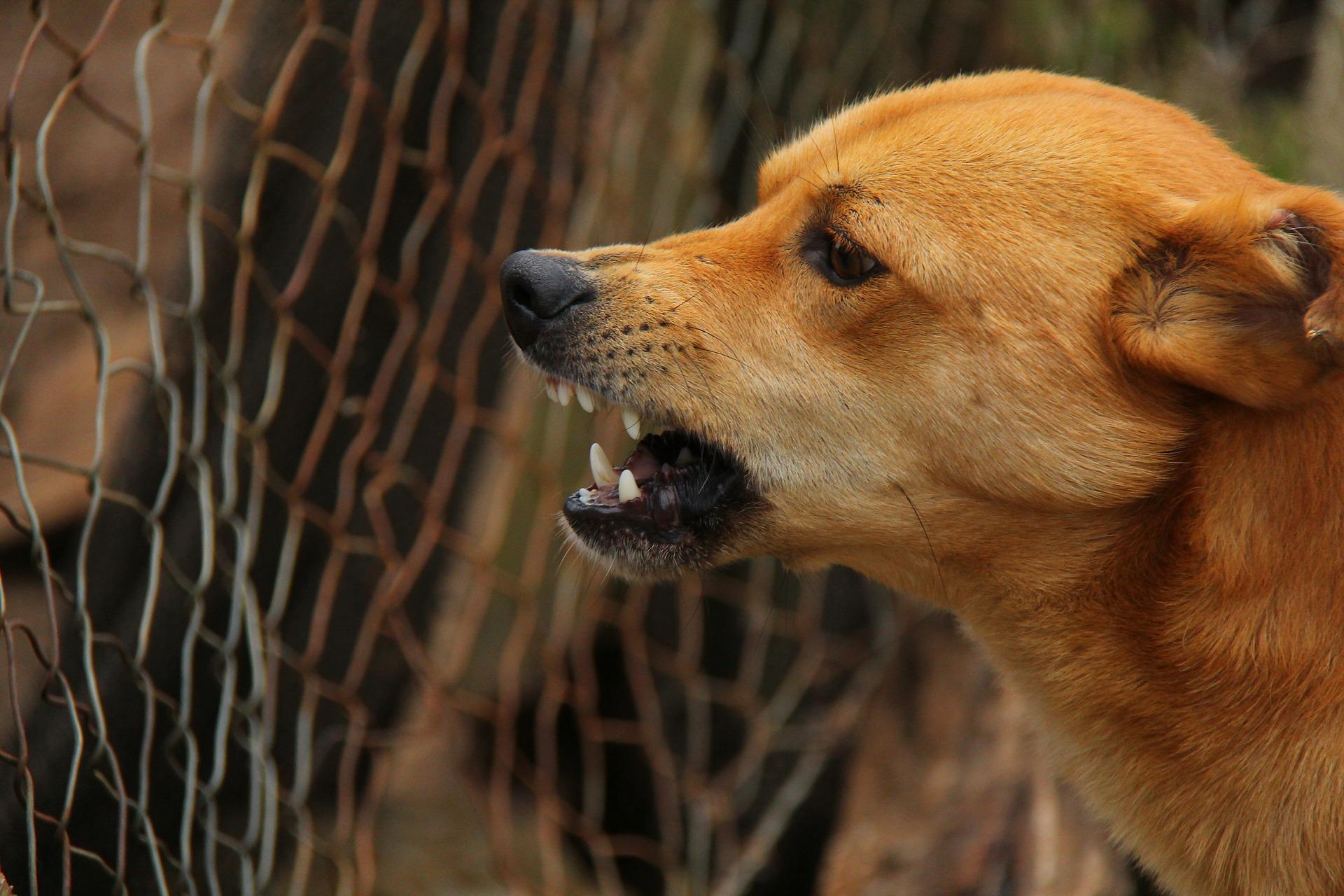 Niña de 5 años fue atacada por dos perros: Está en riesgo vital