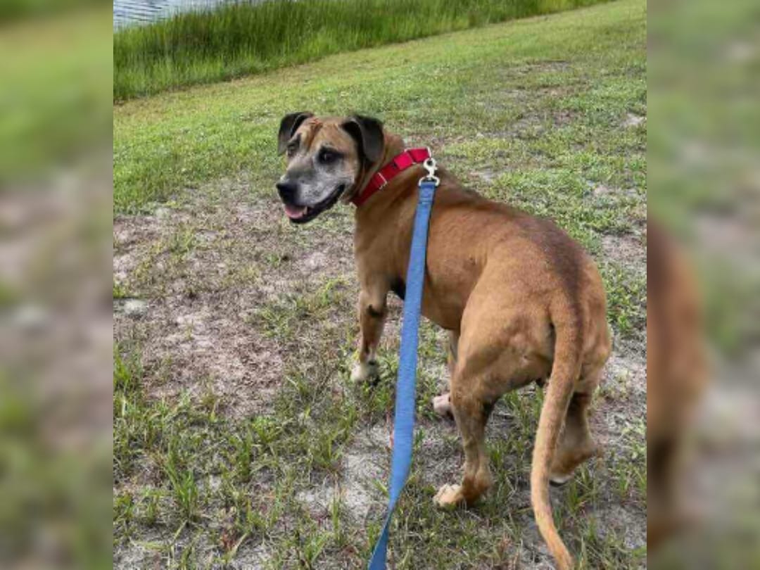 La historia del perrito que esperó 8 años en refugio para ser adoptado y volver a ser feliz