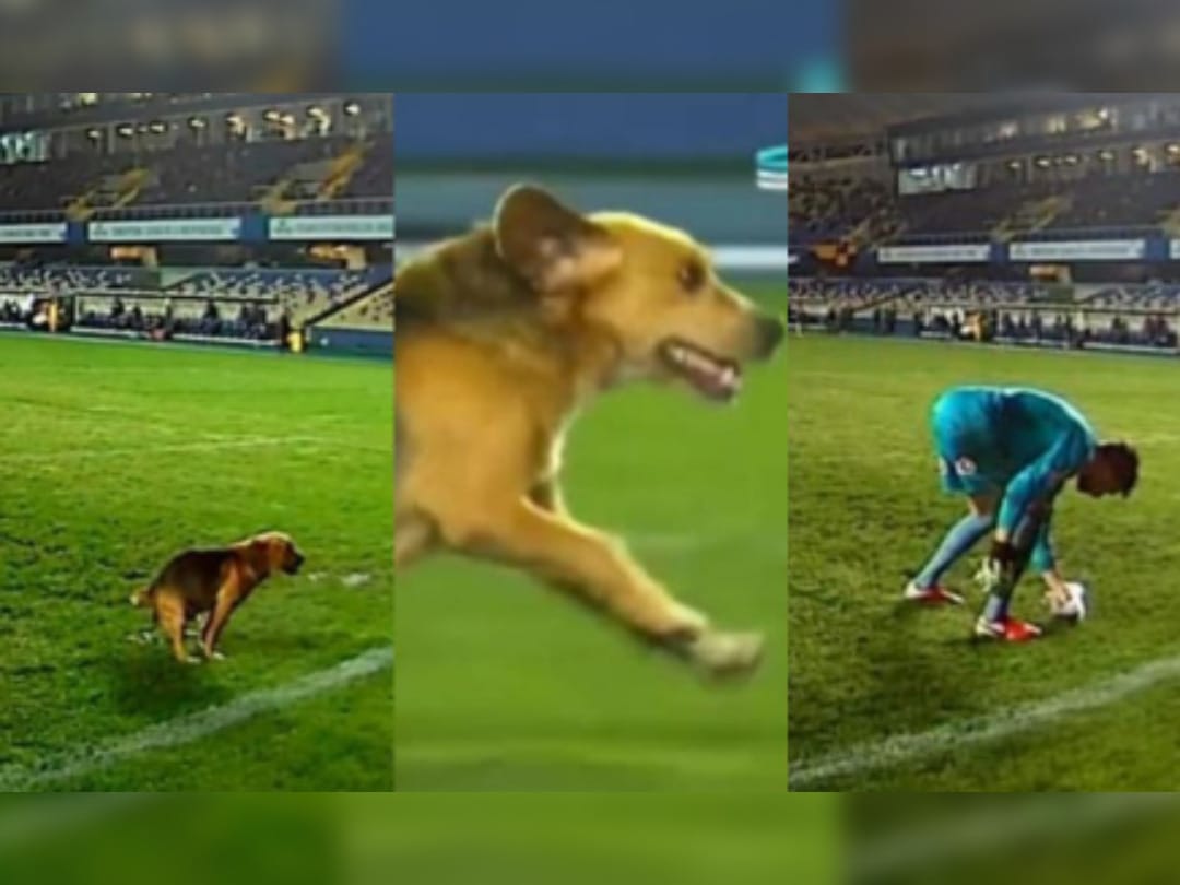 Perrito invadió la cancha y dejo “regalito” justo en el arco durante clásico entre el Vial y la UdeC