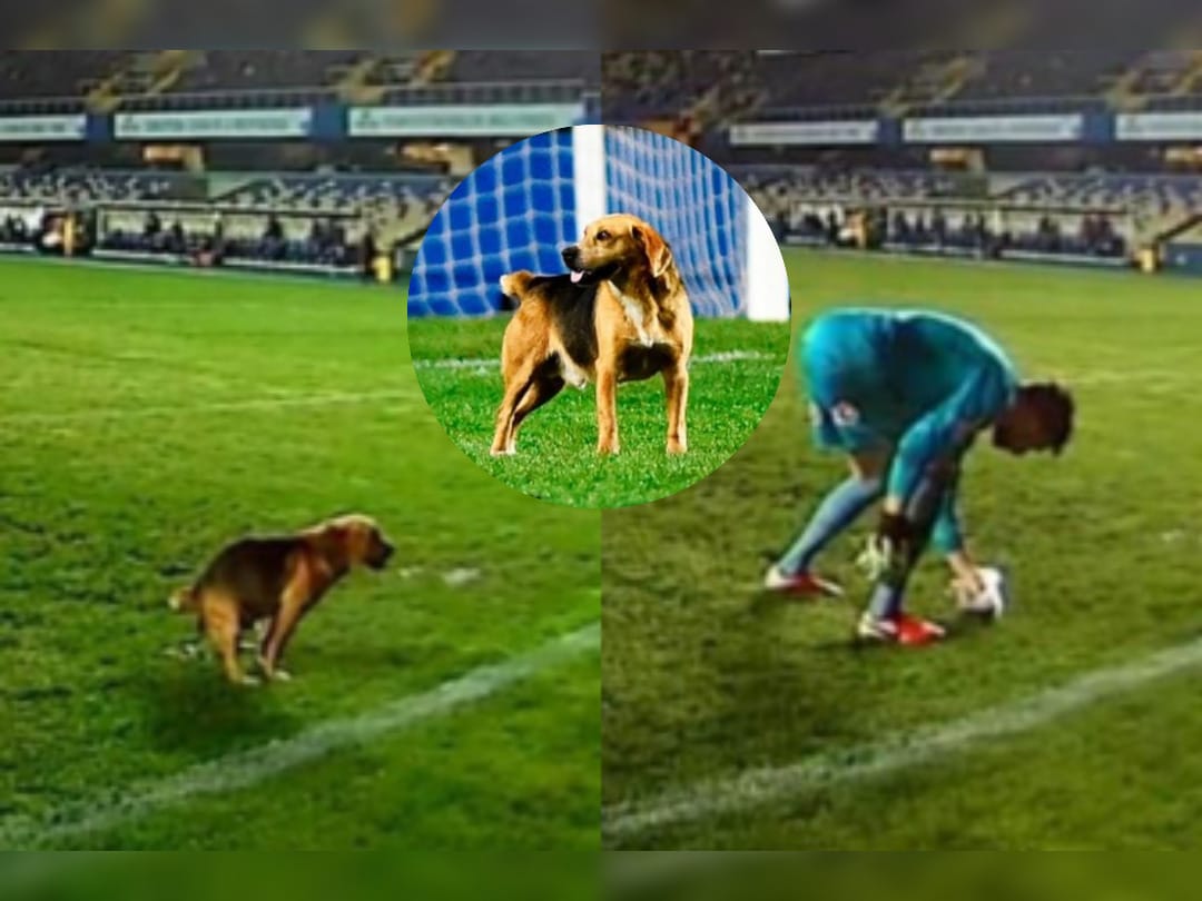 Perrito perdido pudo reencontrarse con su familia tras su llamativa “señal de auxilio” en Estadio Ester Roa
