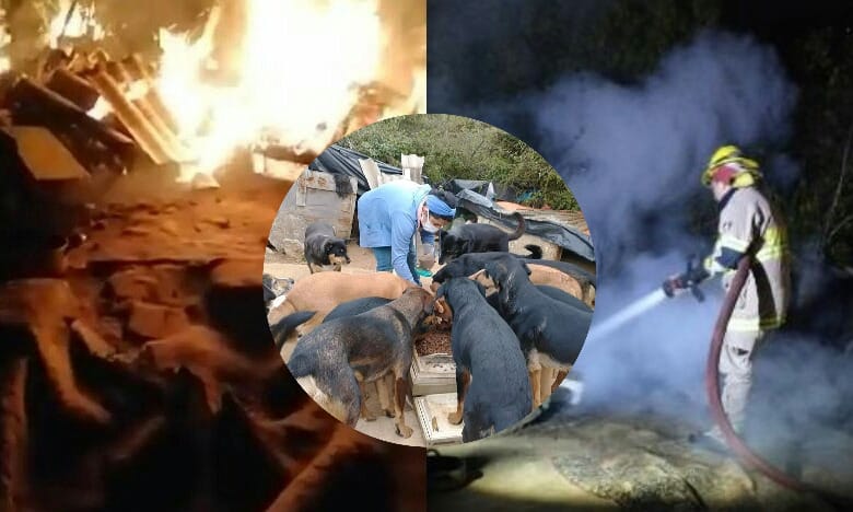 Queman 6 casas que daban refugio a perritos abandonados en Talcahuano: Necesitan ayuda