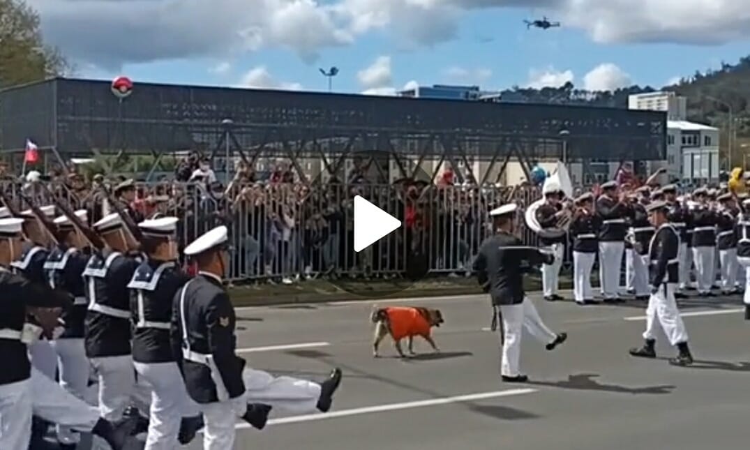 Perrita callejera se robó las miradas “desfilando” durante la Parada Militar de Concepción