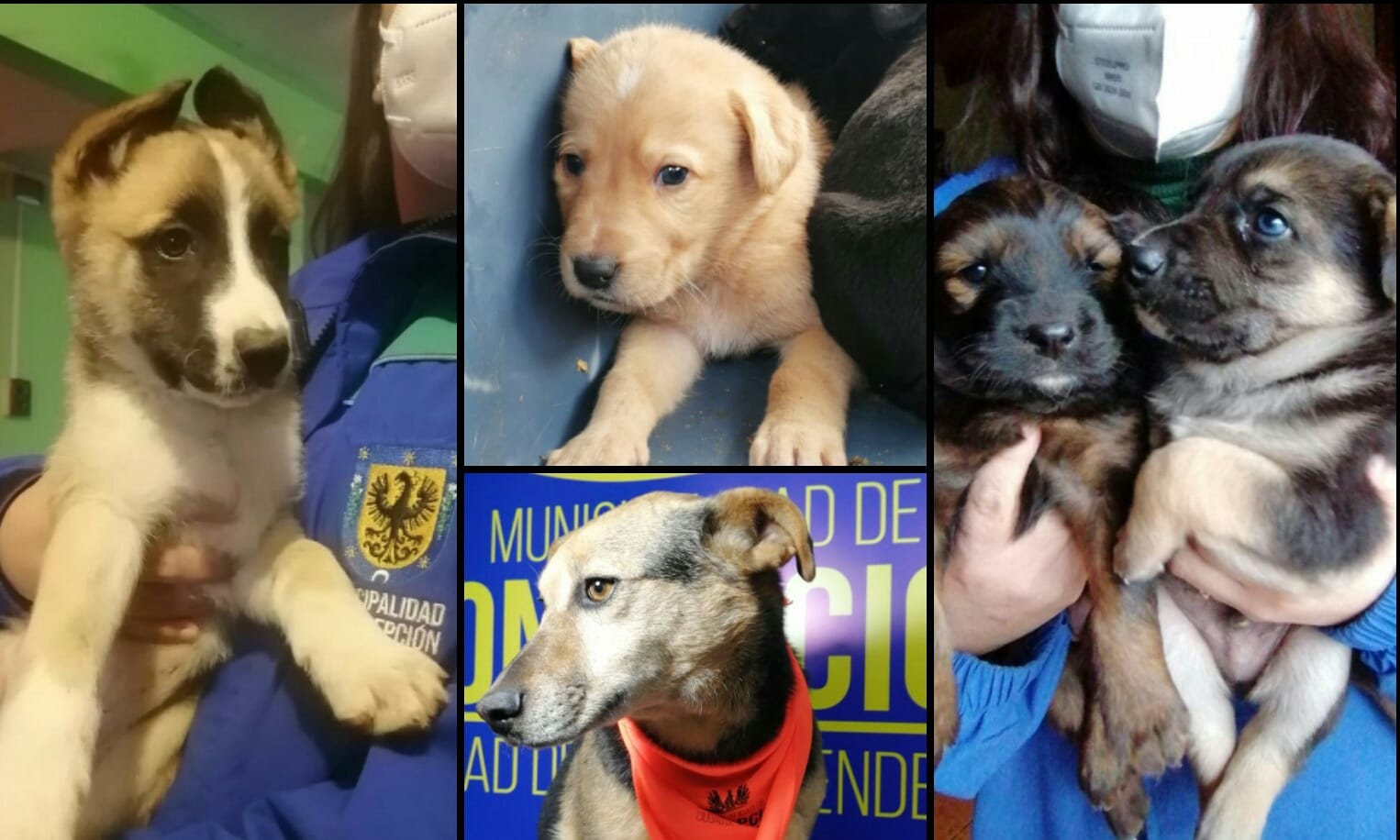 Centro veterinario penquista da perritos y gatitos en adopción: Así habrá cupo para ayudar a otros