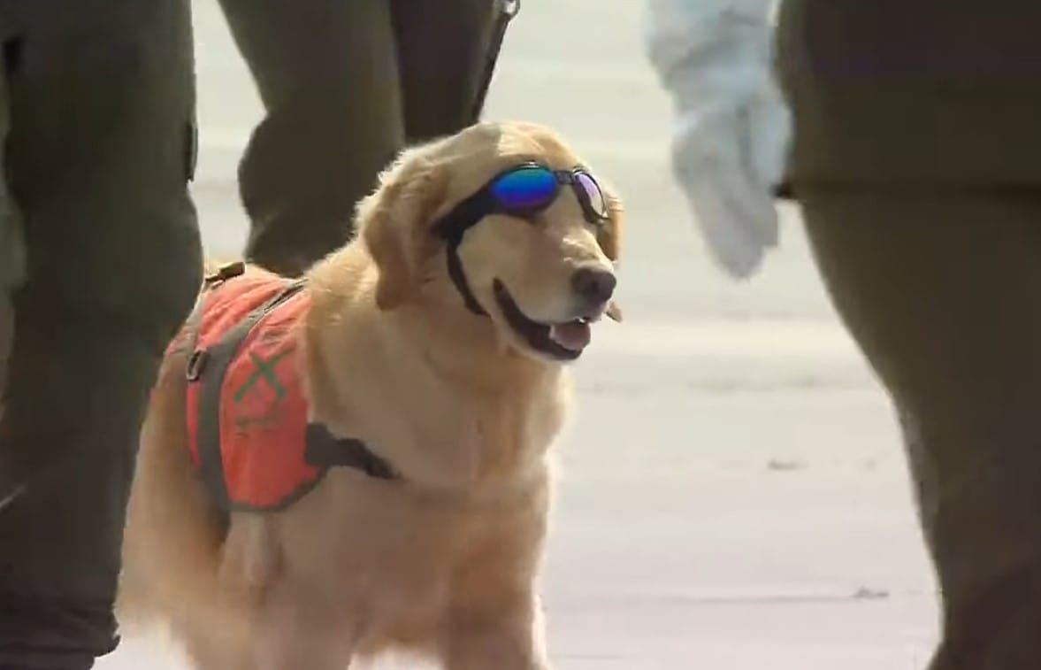 Con lentes y zapatos: Perros de Carabineros causan furor en Parada Militar 2022
