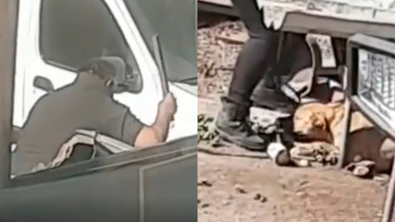 Denuncian horrible caso de maltrato animal: Agreden a perrita con palos y barra metálica