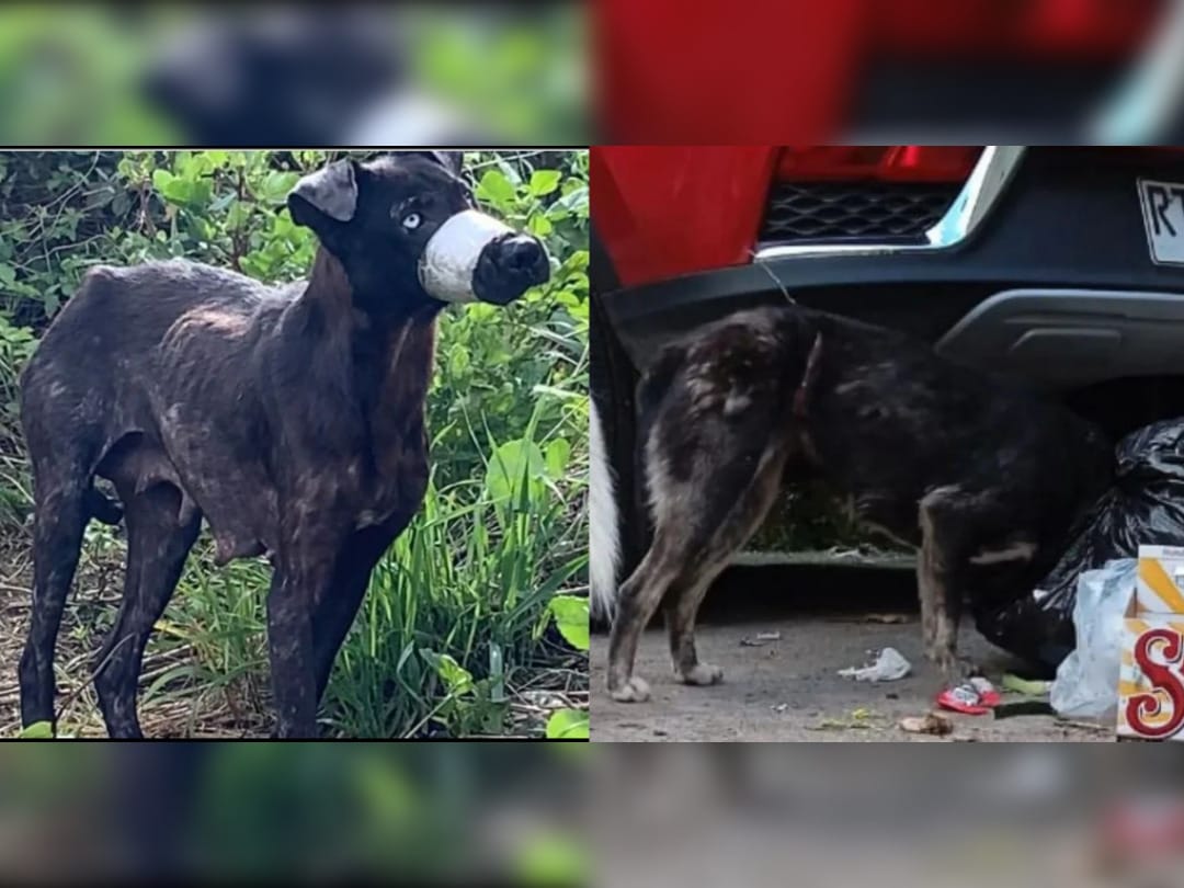 Difunden casos de maltrato animal en Lota y Concepción: Perrita no podía comer con hocico atado
