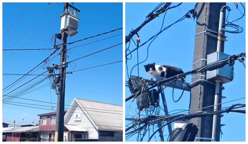 Salvan gatito que estuvo 4 días en un poste de San Pedro de la Paz: Llaman a prevenir accidentes