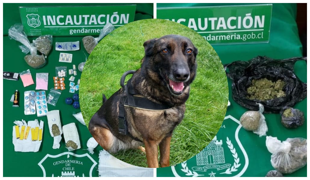 Hoshi: La perrita que trabaja para impedir acceso de drogas en cárcel El Manzano de Concepción