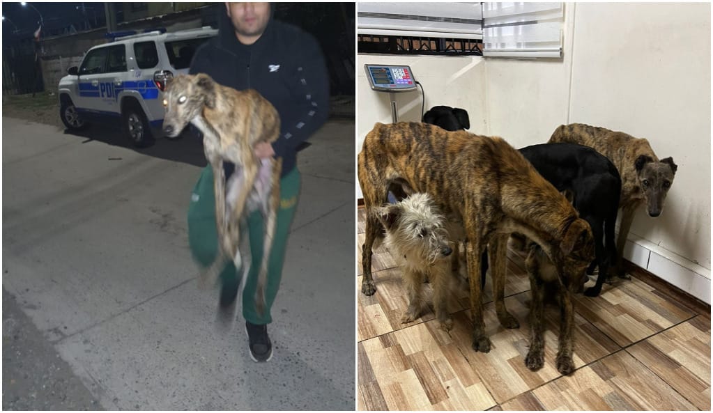 Animalistas y policías rescatan galgos desnutridos en San Pedro de la Paz: Uno pesaba 13 kg