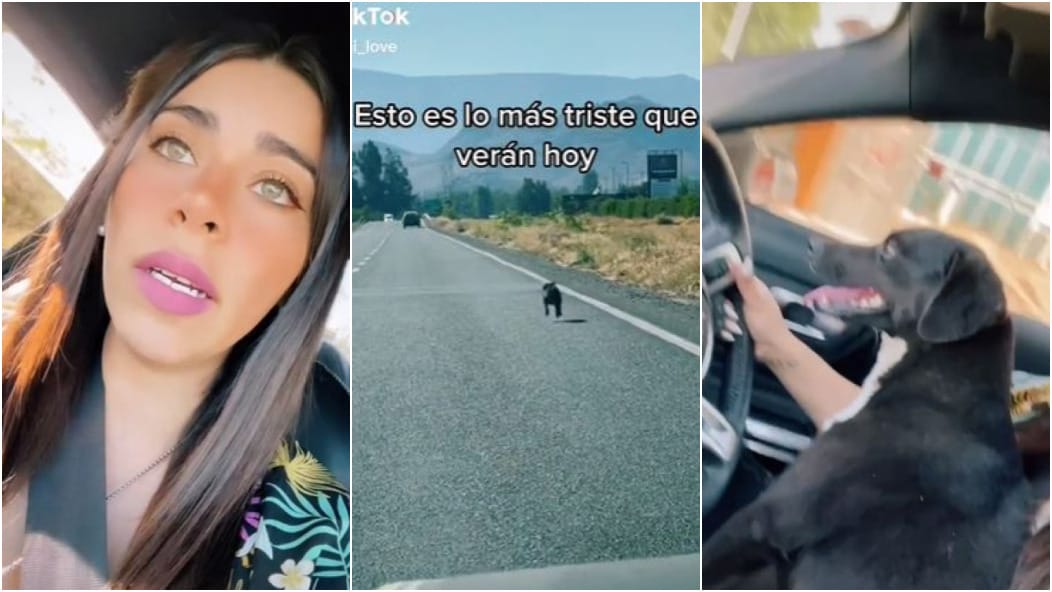 Joven mostró en TikTok cómo perro corrió tras el auto de familia que lo abandonó: Le busca hogar