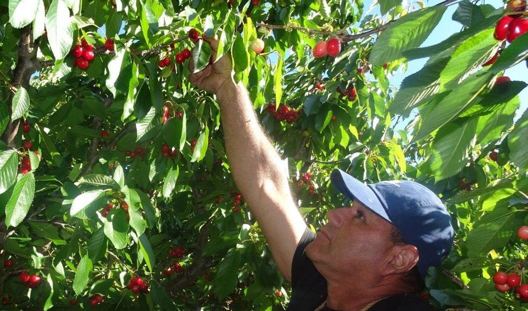 Cosechan las primeras cerezas de esta temporada en Quillón: Las despacharon a Vega Monumental