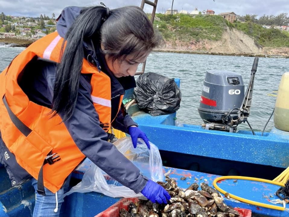 Salud impulsa el consumo de mariscos del Golfo de Arauco: Asegura que productos no son nocivos