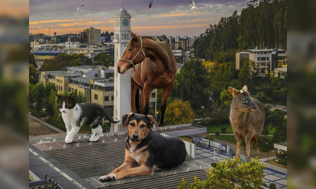 Caminata por los animales en Concepción: Buscan concientizar sobre tenencia responsable
