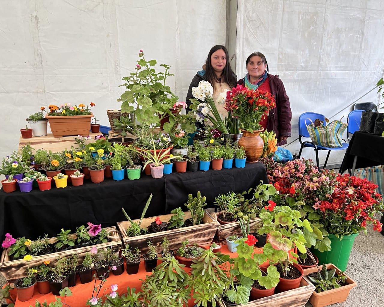 Después de 3 años, vuelve la Feria de las Flores a Concepción